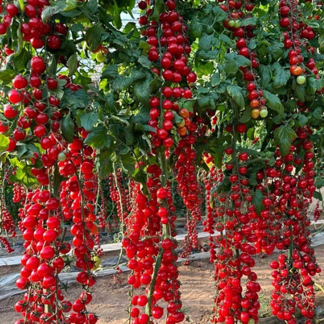 Clusters of ripe red tomatoes hanging from plants in a garden showcasing waterfall tomato seeds