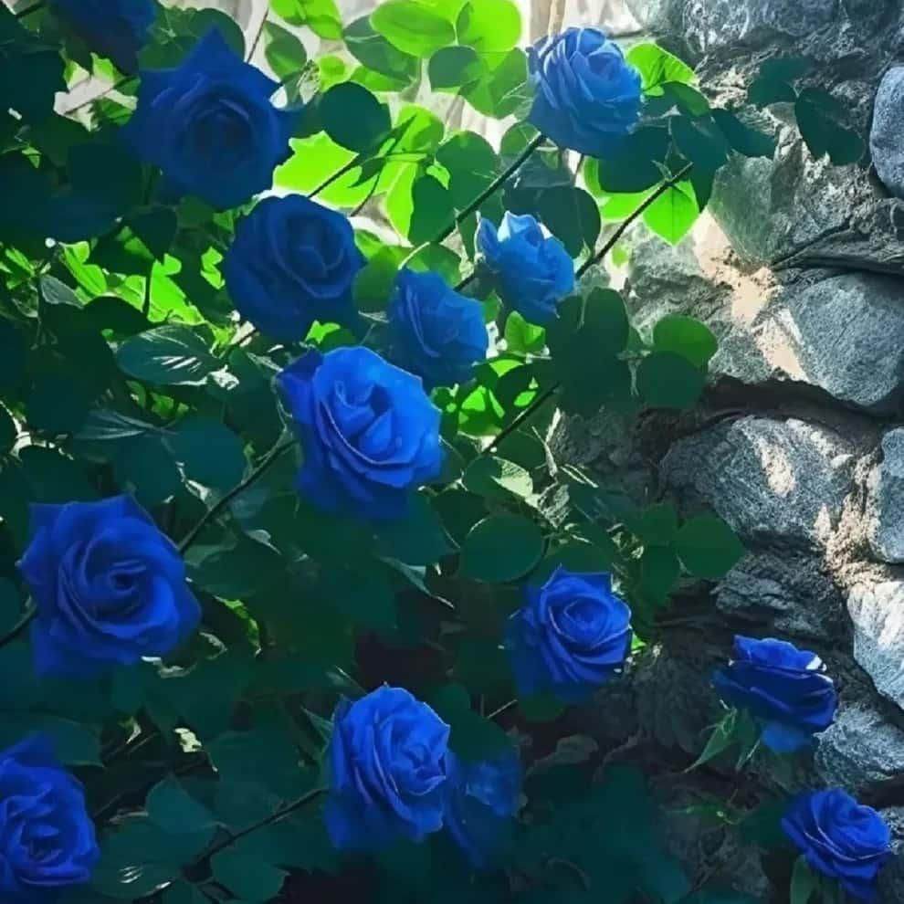 Vibrant blue climbing roses for home garden growing against a stone wall with green leaves