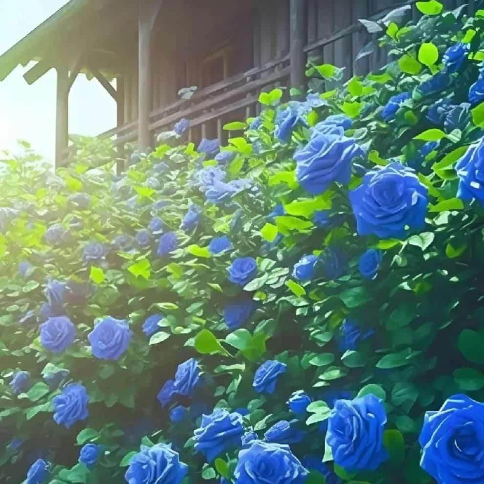 Blue climbing roses for home garden growing along a rustic wooden building in sunlight