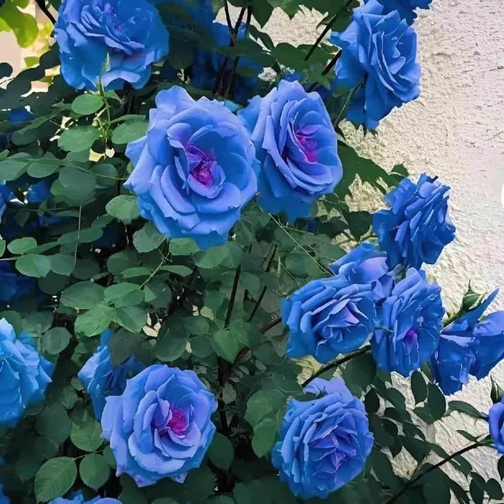Vibrant blue climbing roses for home garden with lush green leaves against a light background