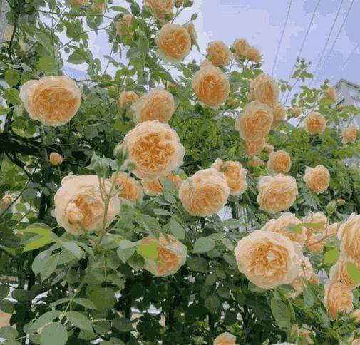 Yellow climbing roses in full bloom with lush green leaves easy to grow climbing rose seeds
