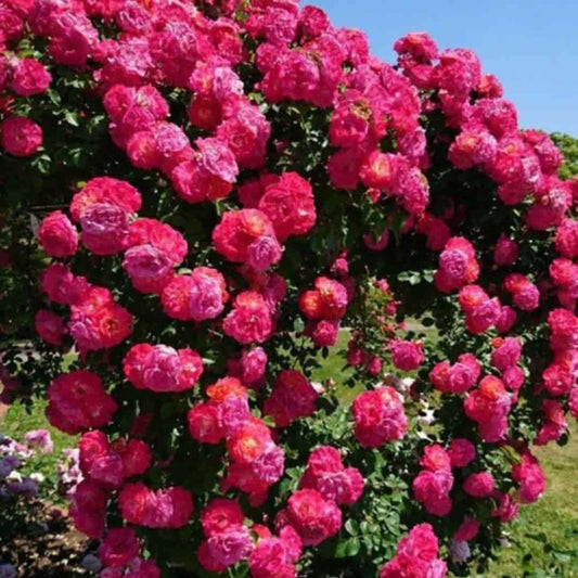 Vibrant pink roses blooming on a climbing rose bush grown from easy to grow climbing rose seeds