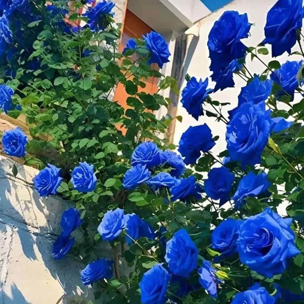 Vibrant blue climbing roses for home garden growing on a wall with green leaves and clear sky