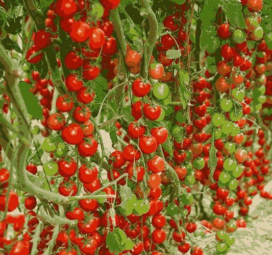 Clusters of ripe and unripe cherry tomatoes growing on vines representing waterfall tomato seeds